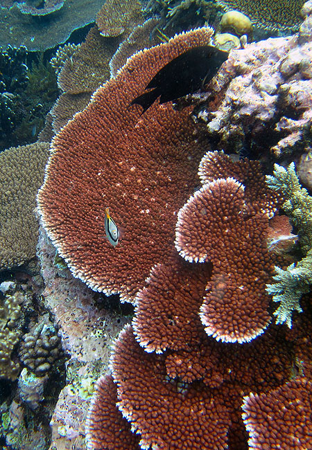 Great Barrier Reef plate coral and fish at Moore Reef