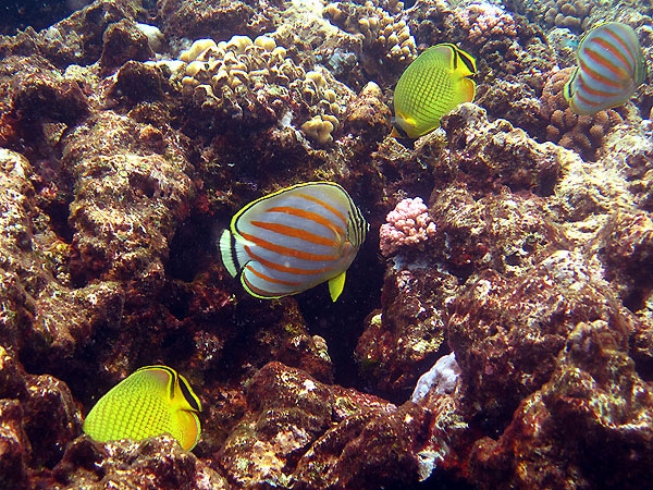 Ornate and Lattice Butterfly fish, Cairns Great Barrier Reef