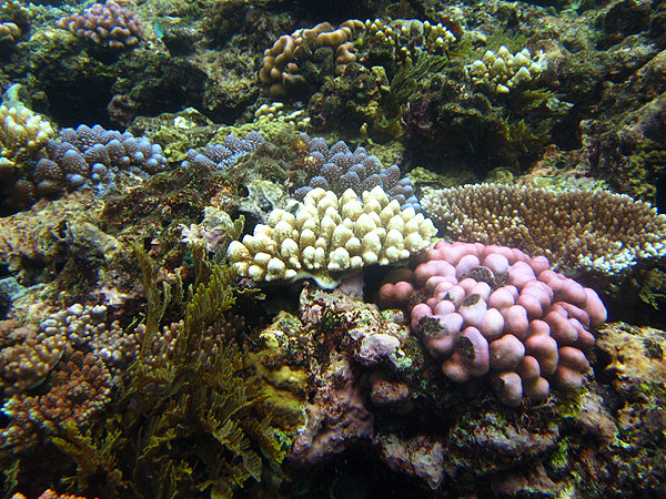 Capture colourful corals with your digital underwater camera