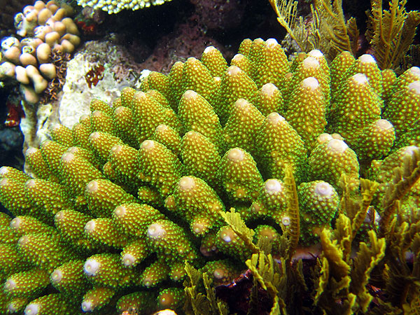 Coral, Moore Reef, Cairns Great Barrier Reef