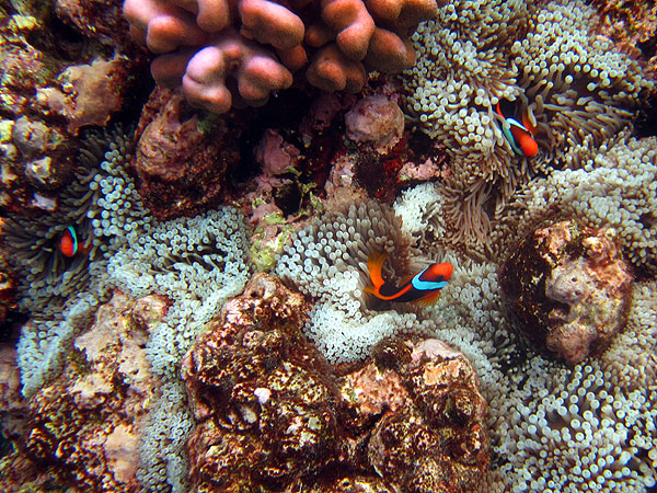 Clown fish, Cairns Great Barrier Reef