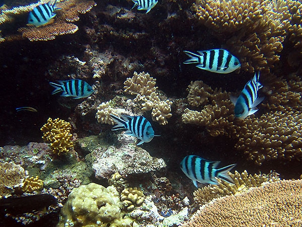 Scissor-tail Sergeant fish, Cairns Great Barrier Reef