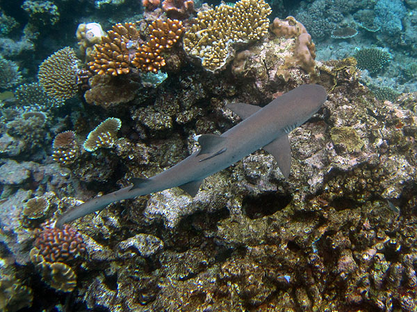 Reef sharks at Moore Reef - Cairns