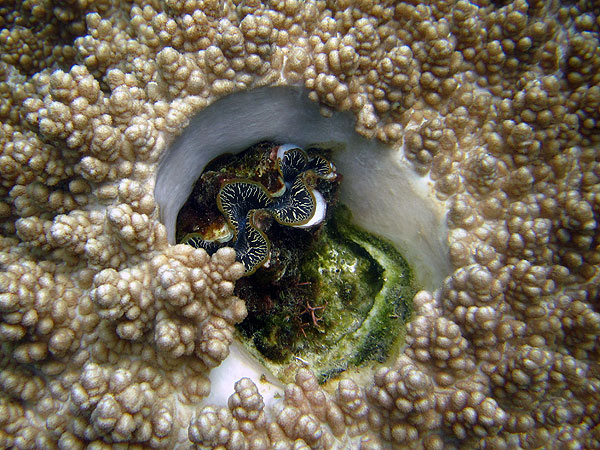 A little clam - Cairns, Great Barrier Reef