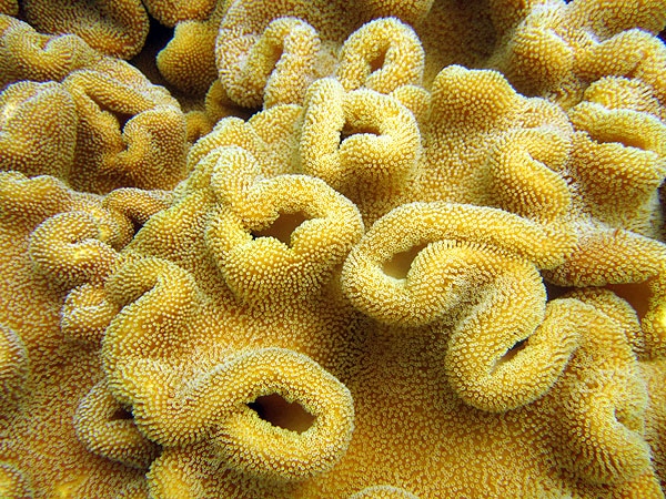 Mushroom Leather Coral, Moore Reef, Cairns
