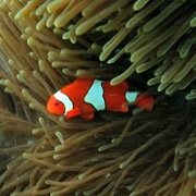 Nemo Michaelmas Cay
