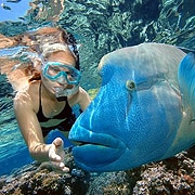 reef-magic-wally