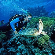 Cairns Scuba Diving Cairns Scuba Diving