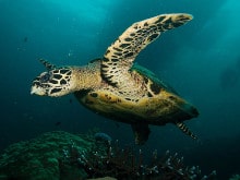 Hawkesbill Turtle at Saxon Reef off Cairns