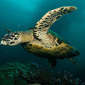 Hawkesbill Turtle at Saxon Reef off Cairns