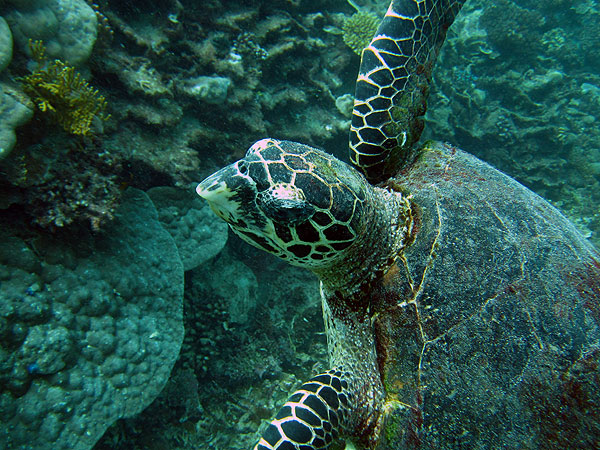 Cairns dive tours with turtles