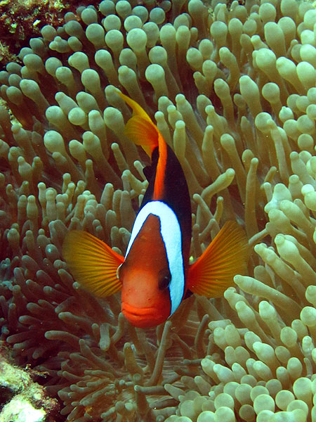 Clown Fish seen with Tusa Dive