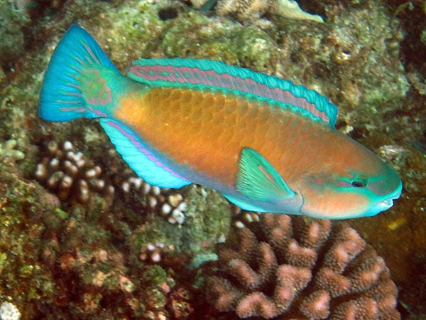 Parrotfish on Hastings Reef with Tusa Dive
