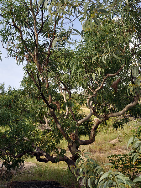 Gum Trees on Lizard Island