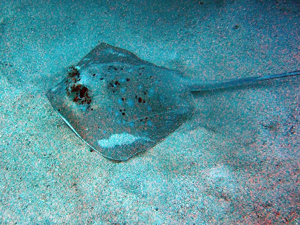 Blue-spotted Stingray on Norman Reef