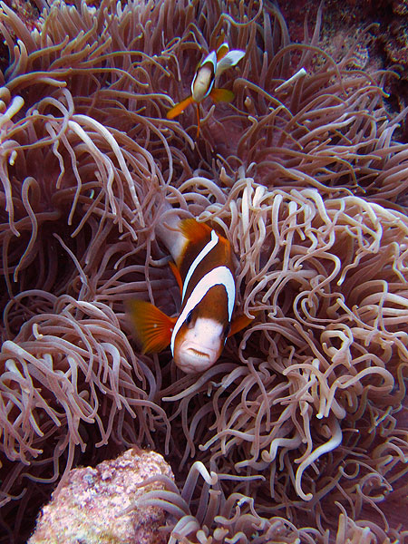 It's another clown fish - love these guys!