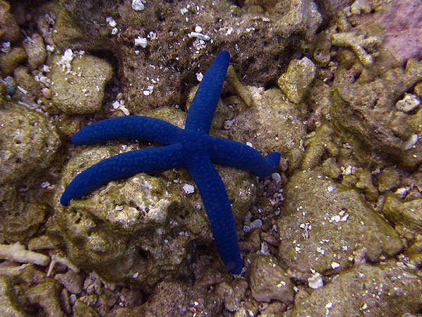 Blue Starfish - Cod Hole, Ribbon Reef #10