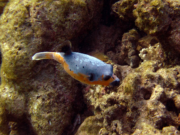 Black-spotted Puffer at Rod's Rock