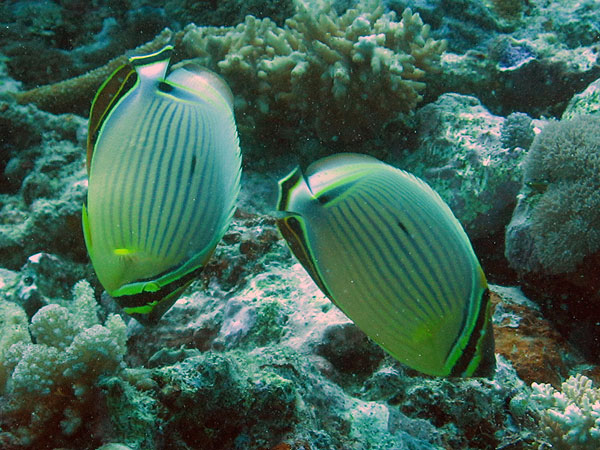 Butterflyfish - they mate for life