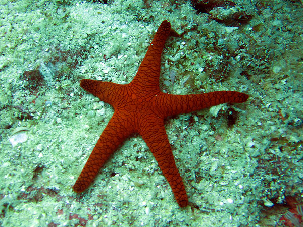 Starfish at Pixie Pinnacle - Ribbon Reef #9 2/3