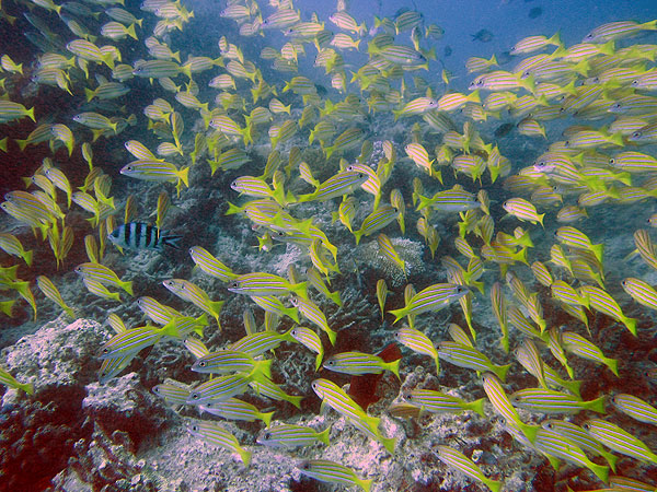 Schooling Blue-lined Snapper: Two Towers - Ribbon Reef #10