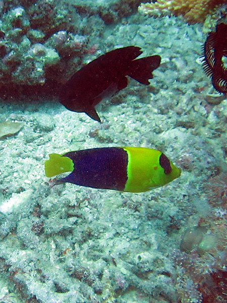 Bicolor Angelfish - Two Towers Ribbon Reef #10
