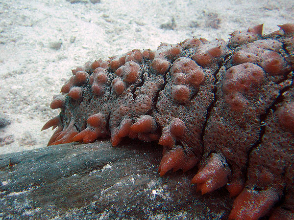 Another sea cucumber - I saw 35 on this dive!