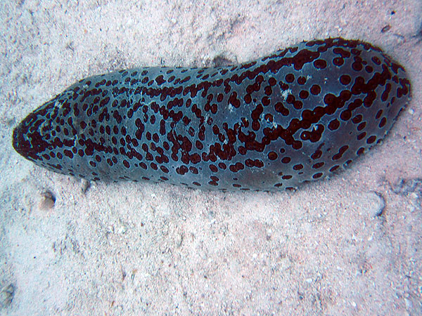 Leopard seacucumber - Challenger Bay