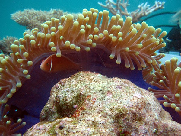 Magnificent Sea Anemone with Pink Anemonefish