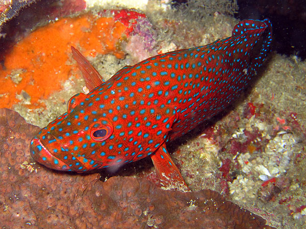 Coral Cod - Pixie Pinnacle on the Ribbon Reefs