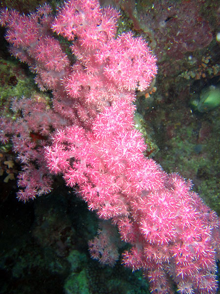 Stunning soft corals