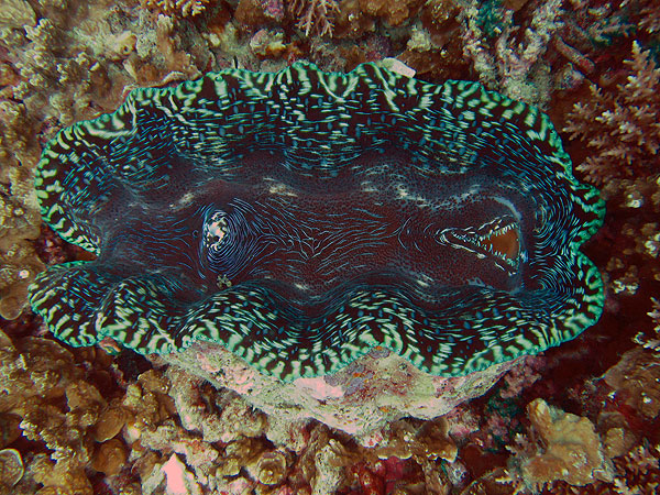 Giant Clams - so many colours