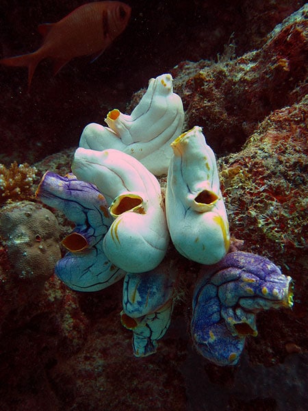 Sea squirts cluster together