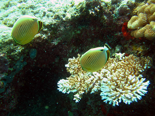 Butterflyfish at The Snake Pit dive site