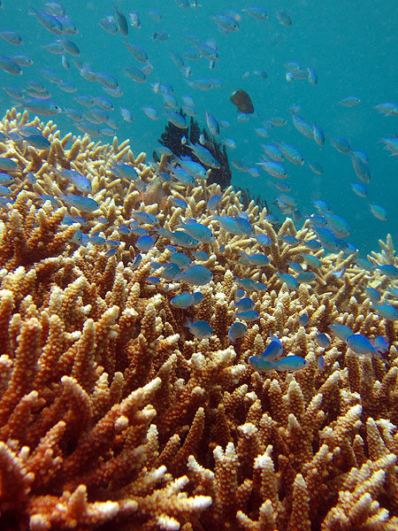 Schools of fish darting in and out of corals