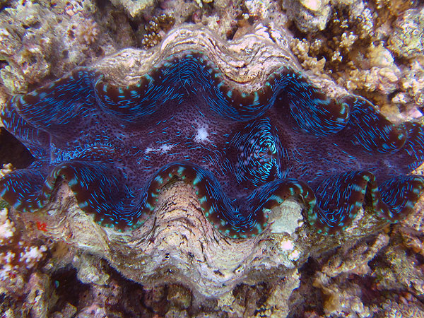 Giant Clam in Challenger Bay