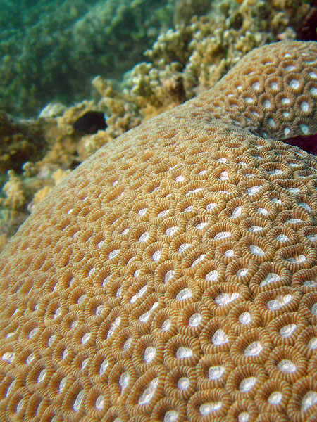 Cool Corals at Black Coral Bommie dive site