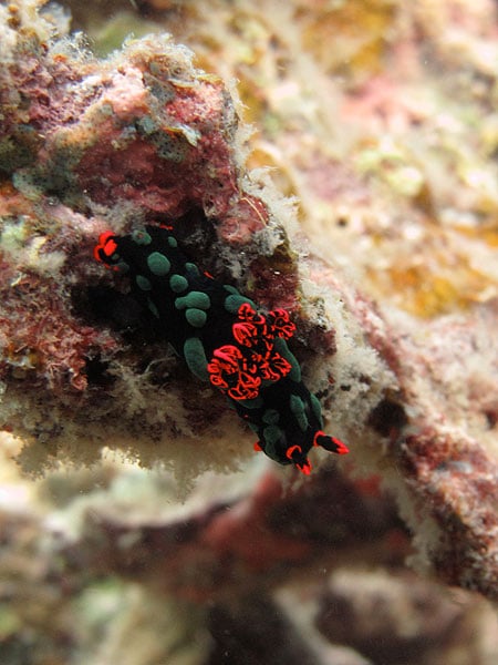 Dusky Nembrotha Nudibranch at the Black Coral Bommie