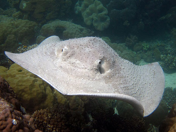 Porcupine Ray, photographed by Chris Witty, as from www.cairns.com.au