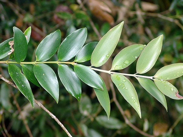 Kauri Pine Leaves