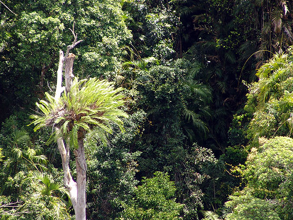 Basket Ferns perched high in the canopy
