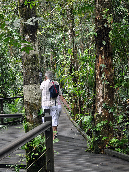 Walk through the rainforest
