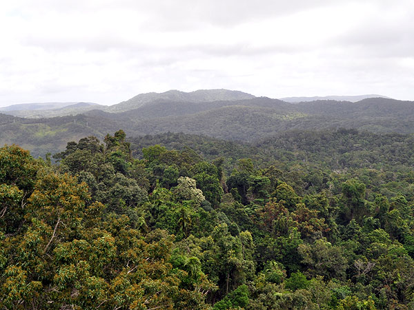 Skyrail has great views over the rainforest
