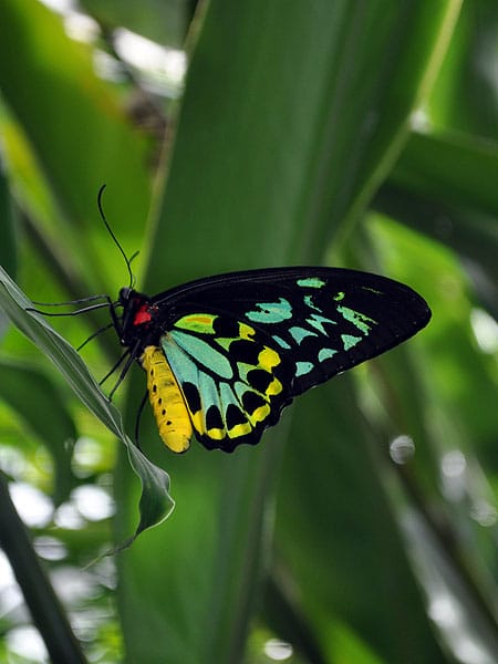 Cairns Birdwing Butterfly resting