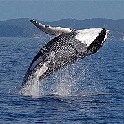 Whale Watching Cairns