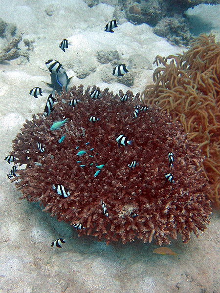 Humbugs on the Great Barrier Reef