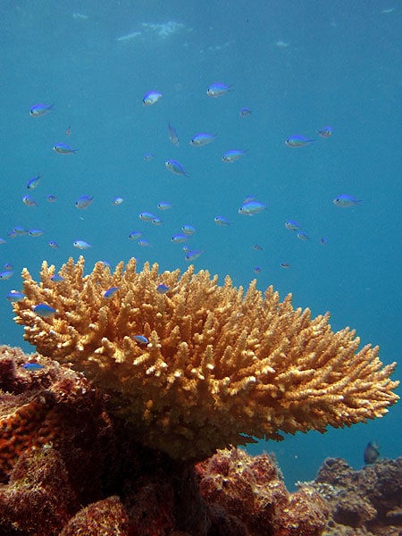 Blue Damselfish on the Great Barrier Reef