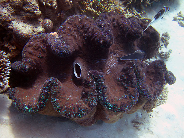 Giant Clams on Cairns Great Barrier Reef