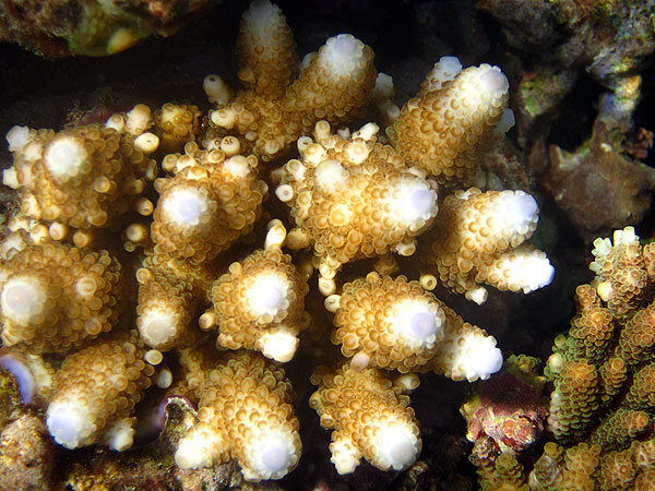 Corals come in all shapes, sizes and colours