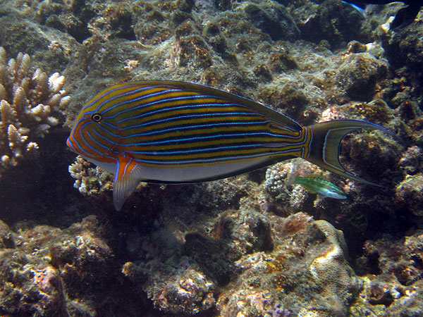 Lined Surgeonfish seen while snorkelling
